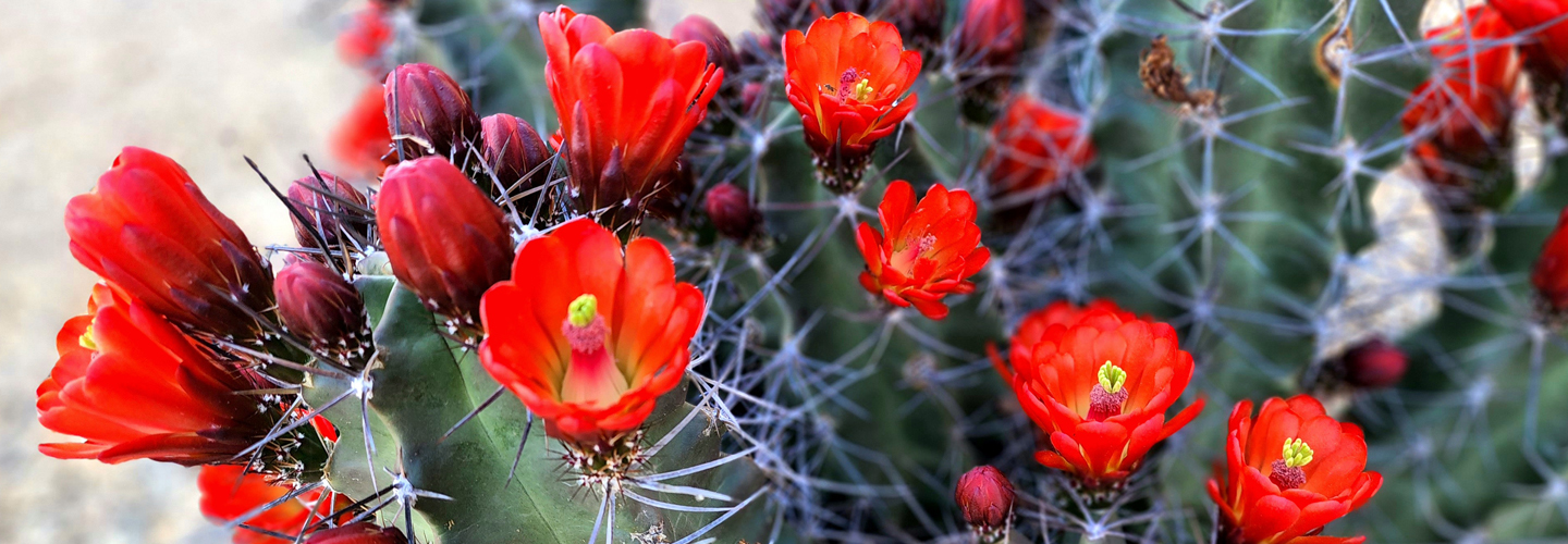 Red cactus flowers